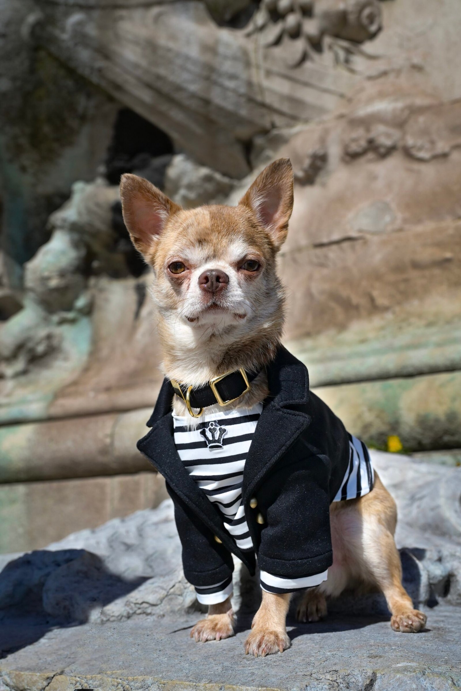 if nous — Parisian dog fashion