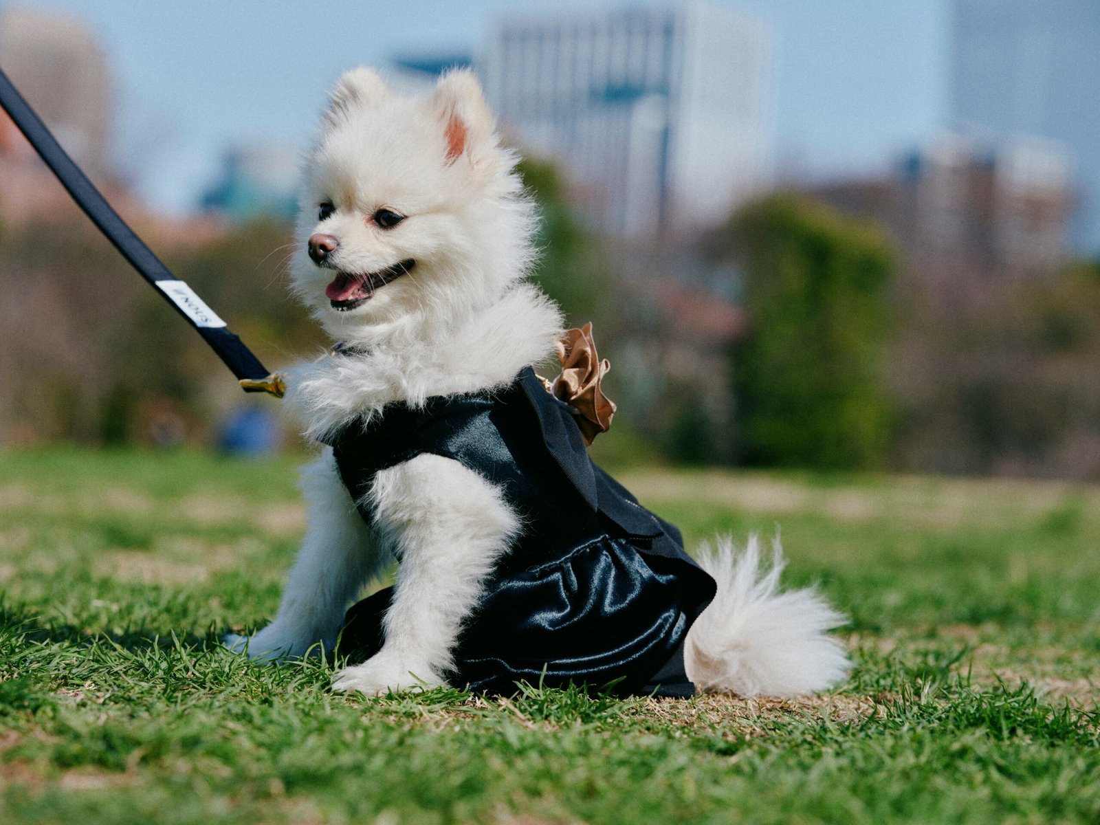if nous Parisian dog fashion